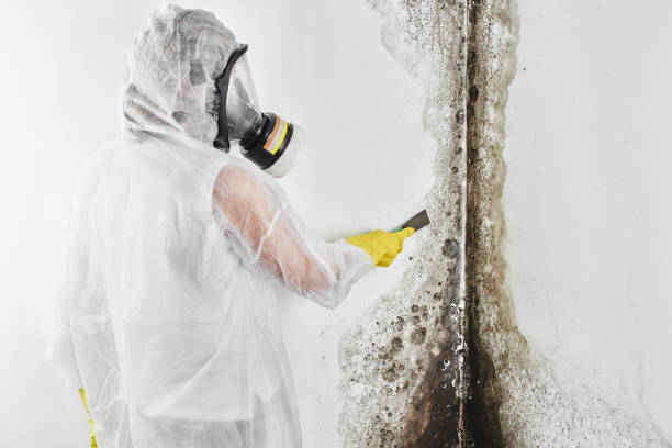 Best Basement Mold Remediation in New Castle, IN