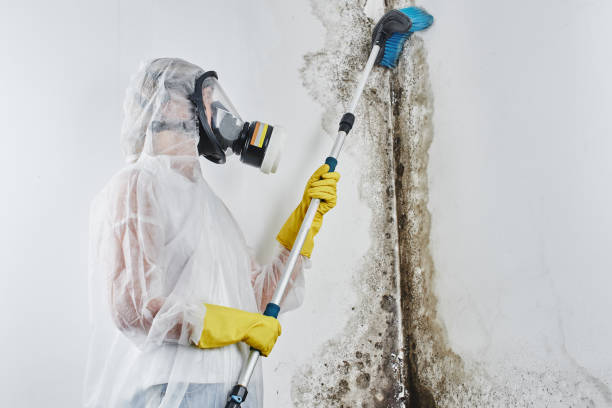 Best Crawl Space Mold Remediation in New Castle, IN