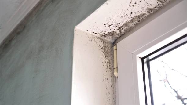 Best HVAC Mold Remediation in New Castle, IN