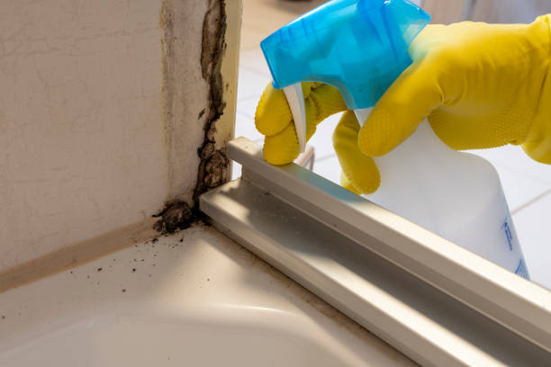Best Preventive Mold Services in New Castle, IN