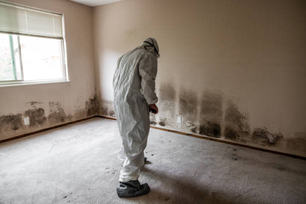 Best Residential Mold Remediation in New Castle, IN