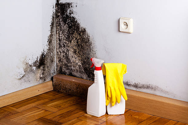 Best Insurance-Related Mold Remediation in New Castle, IN